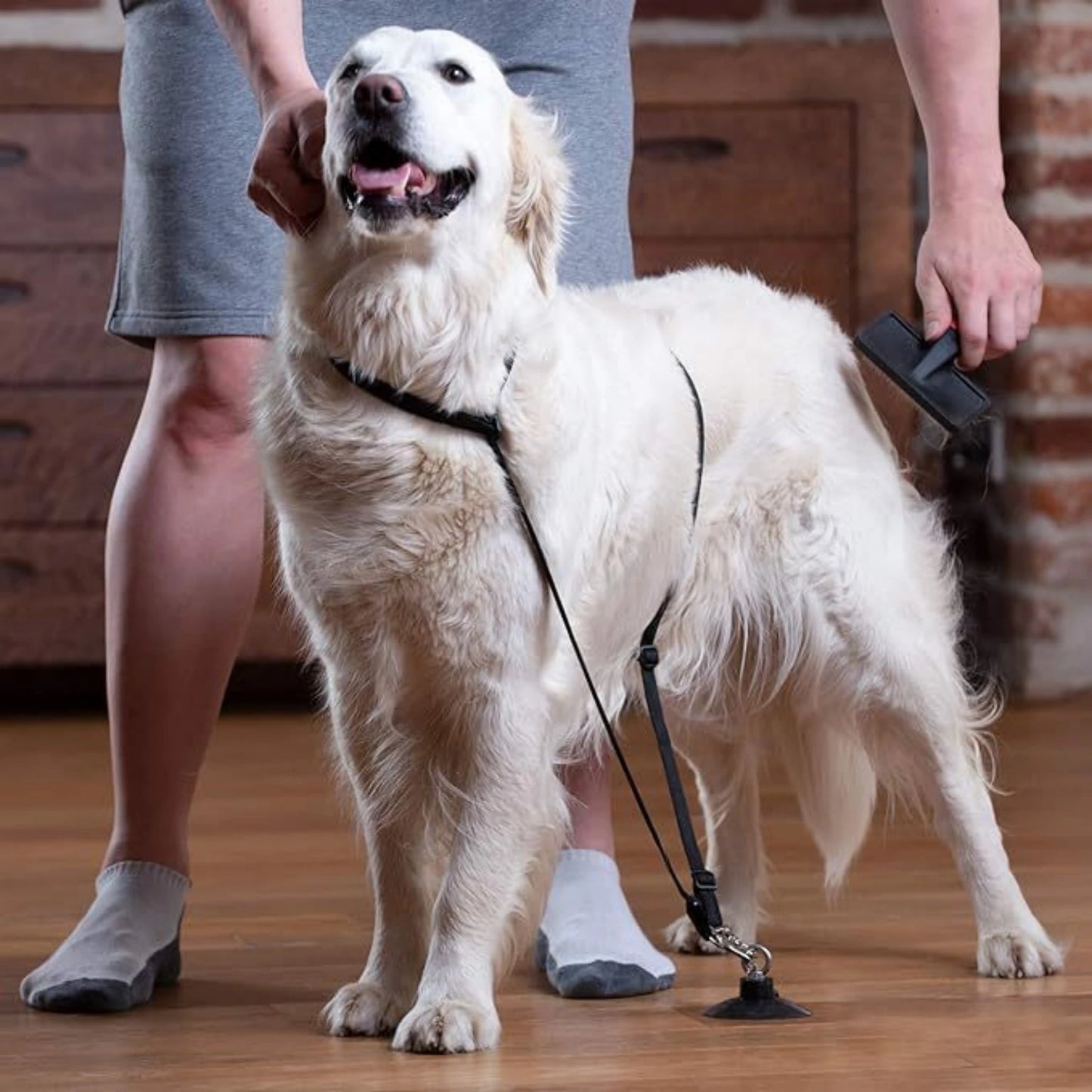 Loop per toelettatura animali domestici Fissatore per il bagno del cane